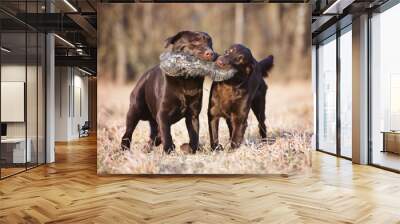 two brown dogs playing outdoors Wall mural