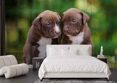 two brown pit bull terrier puppies sitting together outdoors Wall mural