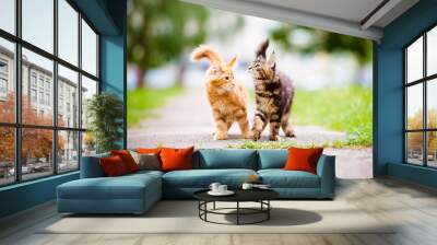 two maine coon kittens Wall mural