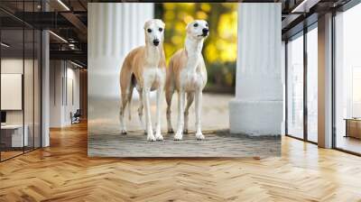 two whippet dogs standing in the park in front of white columns in soft sunlight Wall mural