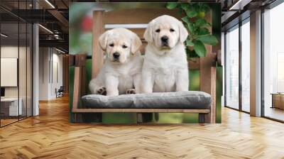 two yellow labrador puppies sitting on a wooden chair in the garden Wall mural