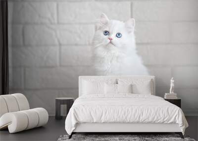 white fluffy kitten with blue eyes posing indoors Wall mural