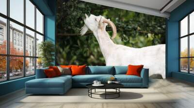 white goat with horns eating leaves from a tree outdoors in summer Wall mural