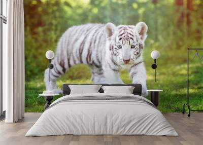 white tiger cub walking outdoors Wall mural