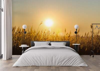 sunset over wheat field Wall mural