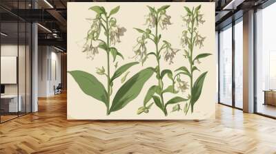 Antique botany illustration: Broad Leaved Helleborine, Epipactis latifolia
 Wall mural