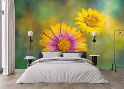 Osteospermum blooms textured background Wall mural