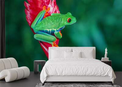 Red eye tree frog Wall mural