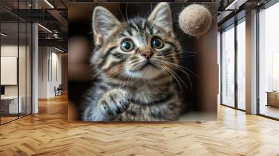 A Tabby Kitten Watches a Fuzzy Ball Fly Through the Air Wall mural