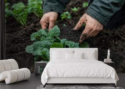 Hands of a Farmer Planting Green Leafy Vegetables in Rich Soil Wall mural