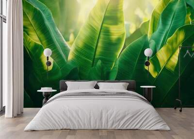 Lush Green Banana Leaves Illuminated by Sunlight Wall mural