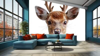 deer isolated on white Wall mural