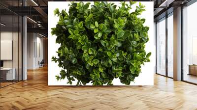 plant isolated on white background Wall mural