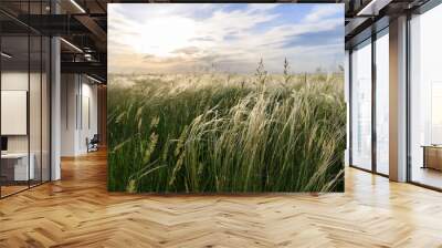 Green juicy grass on a wild field on a background of a beautiful sunset. Wall mural