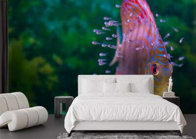 Discus fish with baby fish swimming in aquarium Wall mural