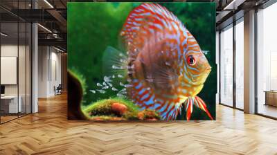 Discus fish with baby fish swimming in aquarium Wall mural