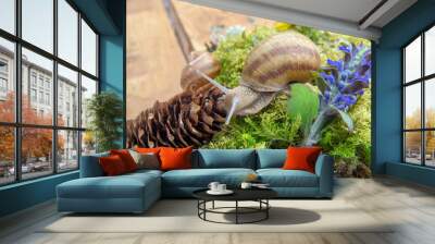 snail on green moss and flowers Wall mural