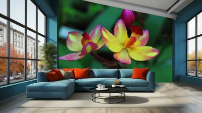 Ground orchid thailand Wall mural