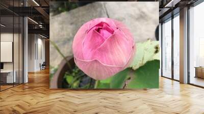 Bud of pink lotus in a pot on the street. Buddha flower in Thailand. A symbol of Buddhism, purity and good luck in Asian culture. Close-up macro top view of light pink lotus growing in the garden. Wall mural