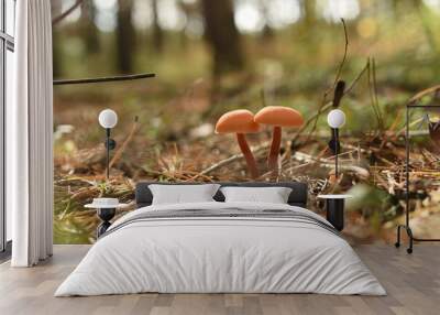 Two poisonous mushrooms grow in a clearing in the forest. Wall mural