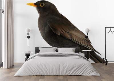 Blackbird isolated on white background, cutout  Wall mural