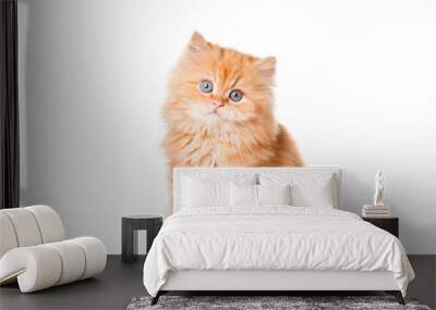 red persian kitten on isolated white background Wall mural