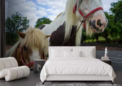 a horse and a pony  Wall mural