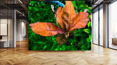 Brown Leave Plant with a Green Background Wall mural