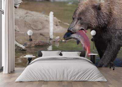 Brown wild bear close up with fish. Bear holds  salmon in muzzle Wall mural