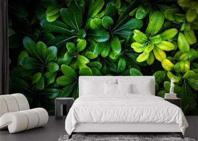 Fresh green leaves, background. Texture. Wall mural