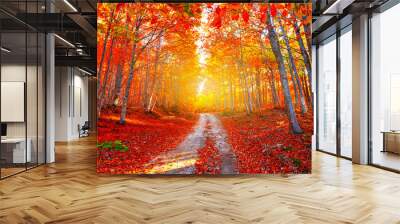 Colorful trees and autumn landscape in forest. autumn colors in the forest. colorful leaves of autumn in nature. autumn season in japan. bright light of the sun in the autumn forest.  Wall mural