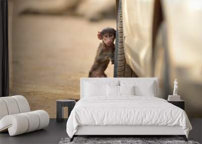 Baby baboon, baby monkey in the wilderness of Africa Wall mural