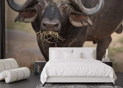 Cape buffalo, African buffalo in the wilderness Wall mural