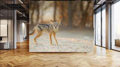 Jackal, black backed jackal in the wilderness of Africa  Wall mural