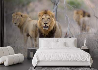 Male lion coalition, lions in the wilderness, lion brothers Wall mural