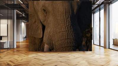 Vertical shot of an elephant looking towards the camera Wall mural