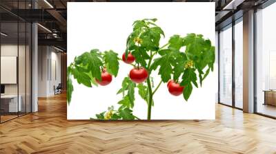 Tomato plant flowers, twigs or branch isolated on white background	 Wall mural