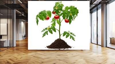 Tomato plant with soil isolated on white background Wall mural