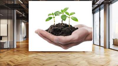 a 3D hand holding seedlings with morning dew, fresh and vibrant, green sprouts and soil, isolated on white background Wall mural