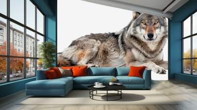 A wolf is laying down on a white background Wall mural