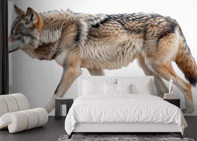 A wolf is walking on a white background Wall mural