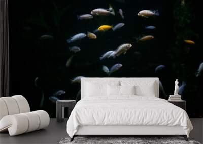 fishes in aquarium Wall mural