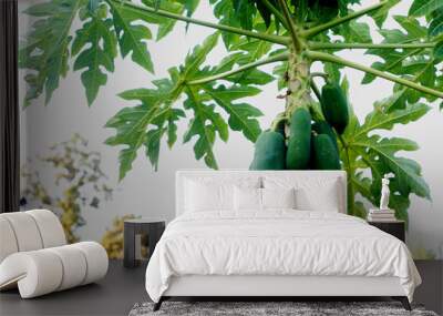 papaya on tree Wall mural