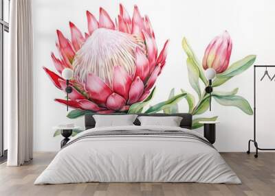 Protea flower painted in watercolor on white background. Wall mural