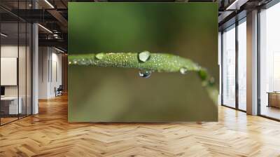 Dew drop, after rain, morning   dew drop on blade of green grass Wall mural