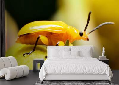 Close up yellow beetle insect beautiful. Wall mural