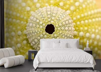 sea urchin Wall mural