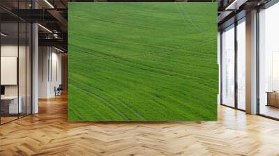 aerial view of a green crop field Wall mural