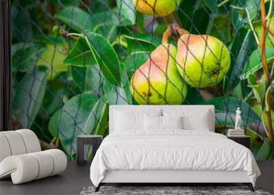 Delicious organic pears protected from birds by a black net. Production in harmony with nature Wall mural