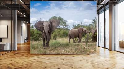 African bush elephant in Kruger National park, South Africa Wall mural